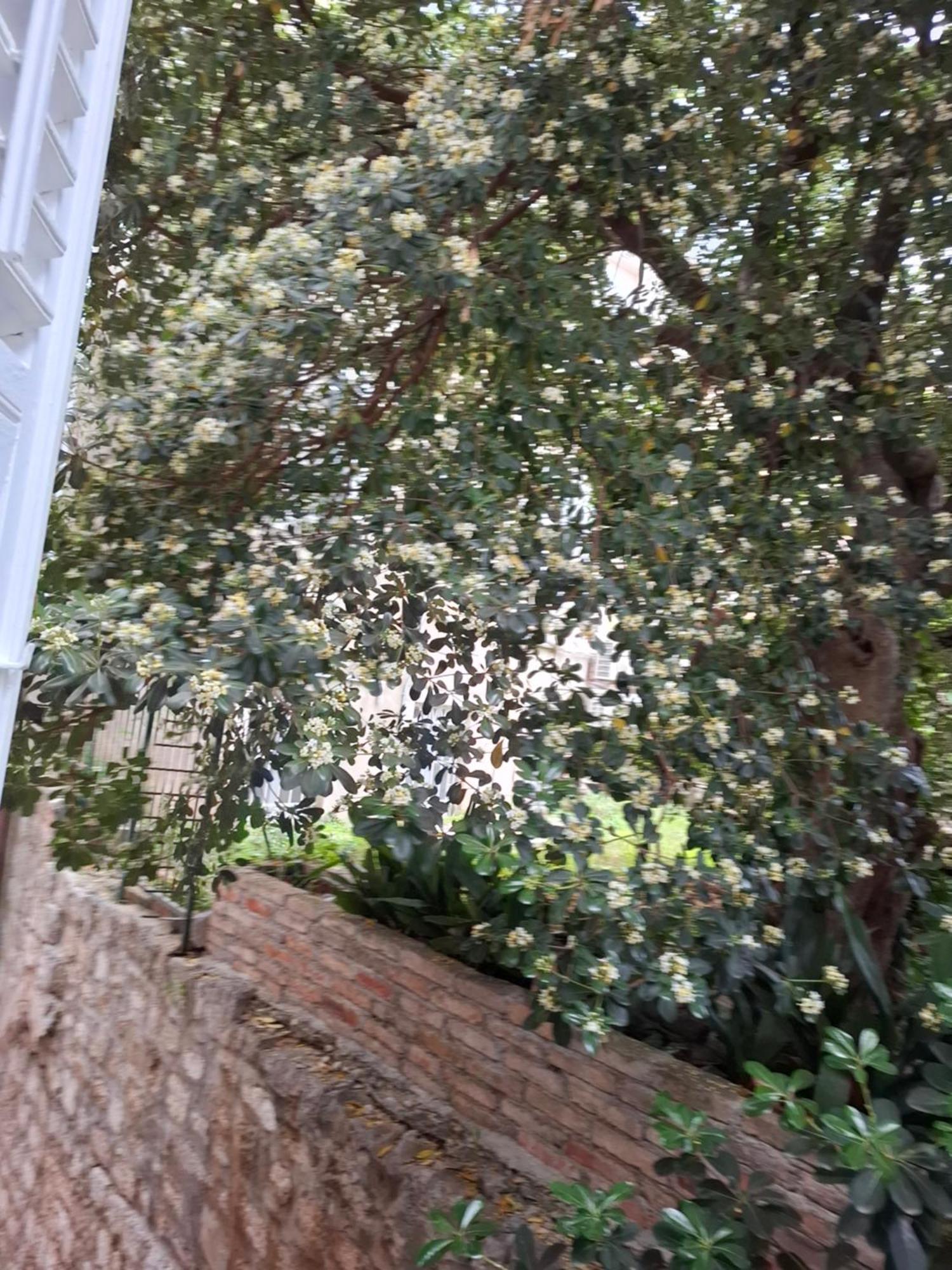 Studio Ella Ντουμπρόβνικ Εξωτερικό φωτογραφία